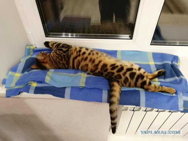 Котэ и кровать