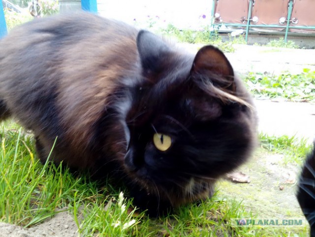Котовторник 20.02.18