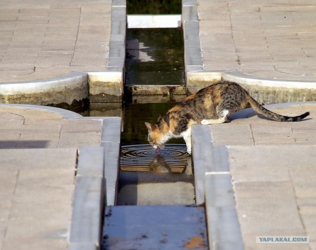 Котовторник на ЯПлакалъ (03.06), котята (31 шт)