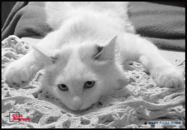 Котовторник на ЯПлакалъ 08.07.2008