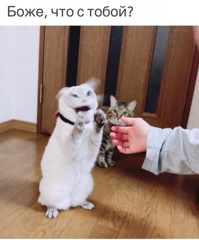 Немного милоты