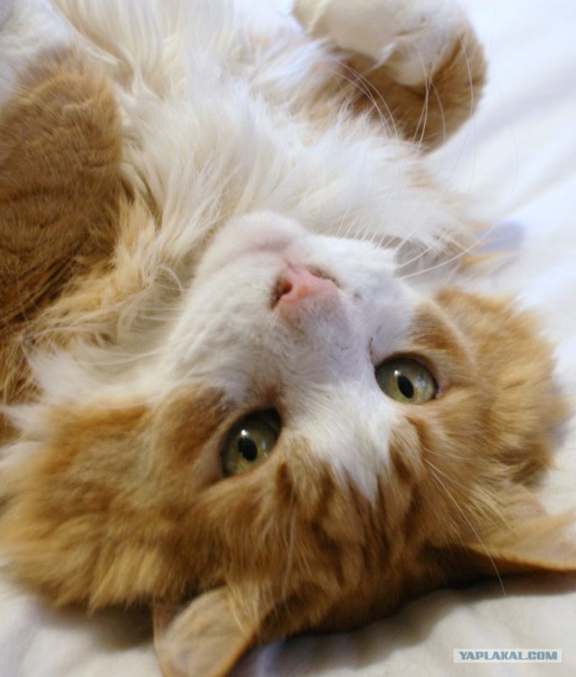 Котовторник на 31.03.2009