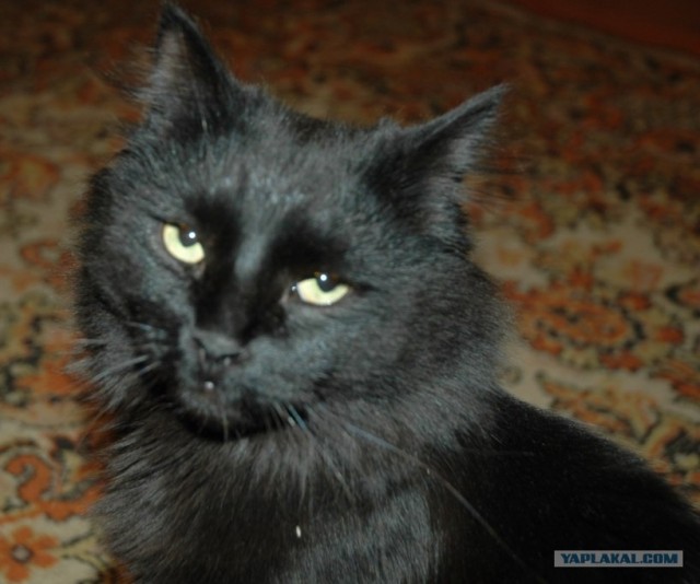 Котовторник: начало