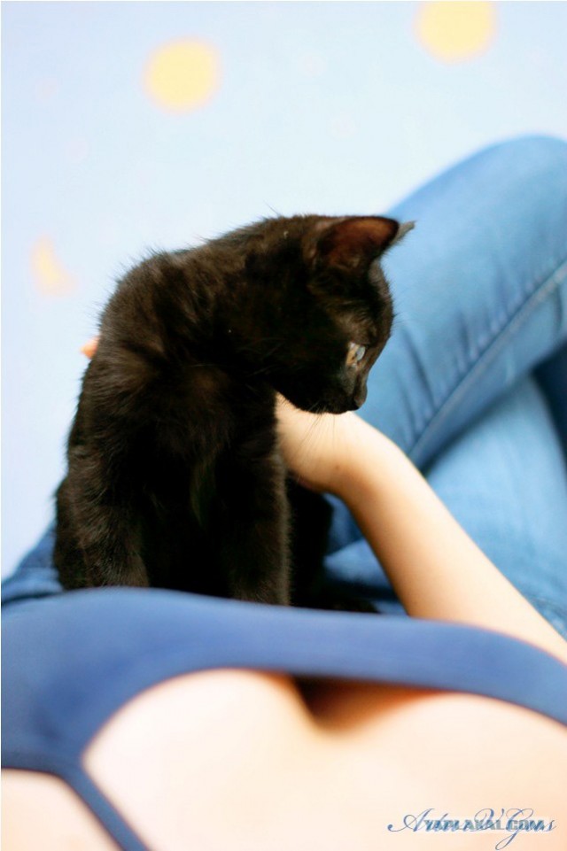 Котовторник на 6 июля