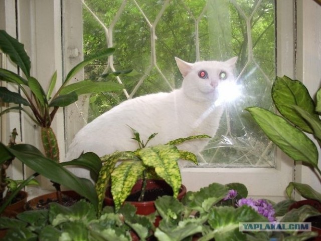 Котовторник 4.01.2011 - первый котовторник года