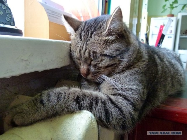 Котейкин вторник! Космический 12.04!