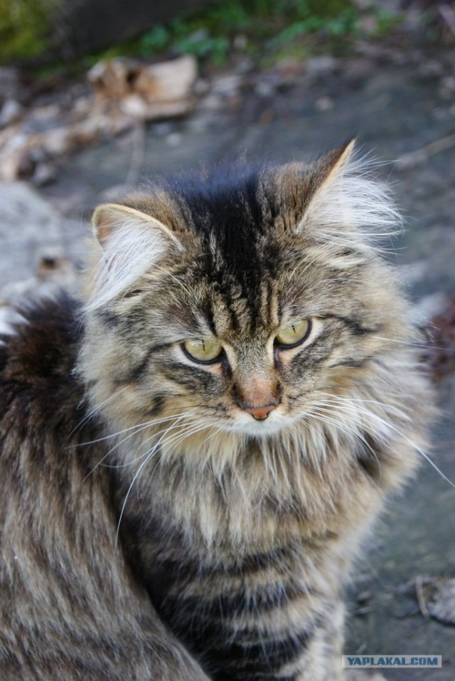 Эпический Котовторник!