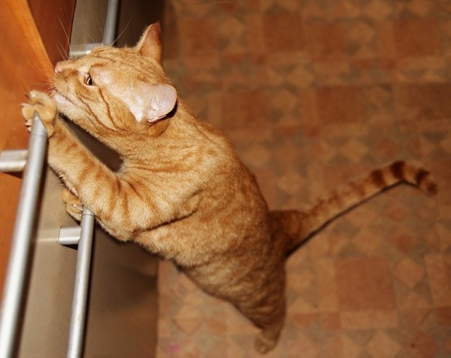 Котовторник