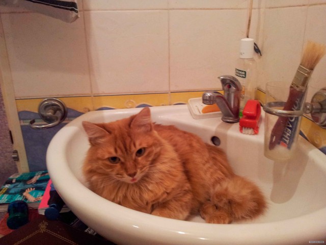Сонный Котовторник