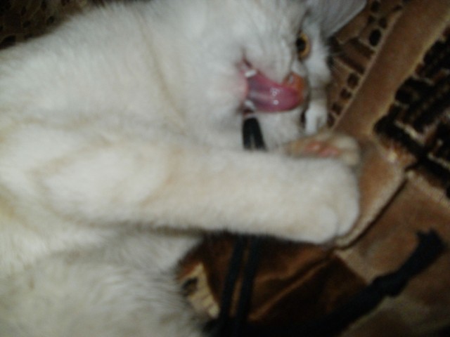 Котовторник 1.11.11