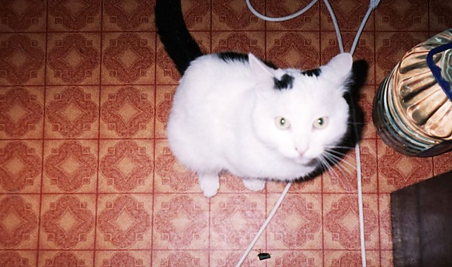 Котовторник (24. 01. 2012 )