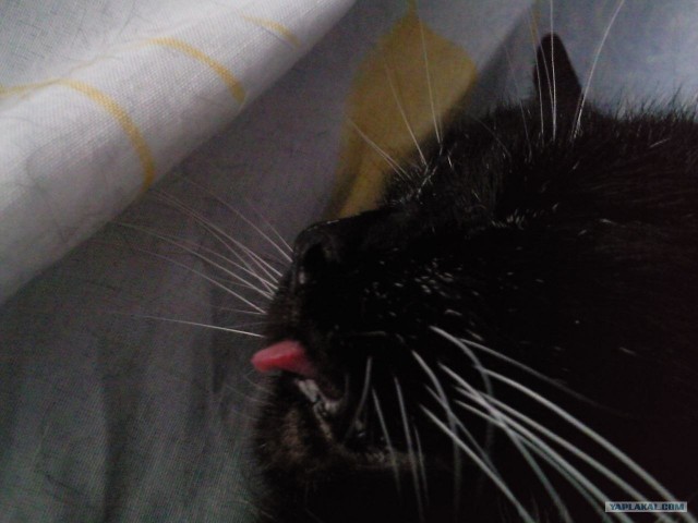 Котовторник 10.04.2012
