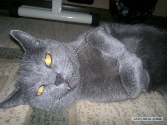 Котовторник  19.06.2012