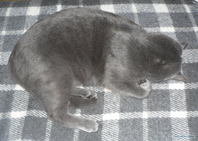 Котовторник  4.09.12