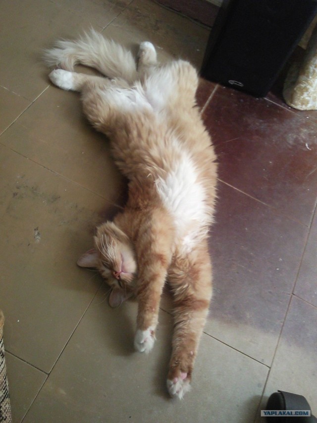 16 лучших котов сезона