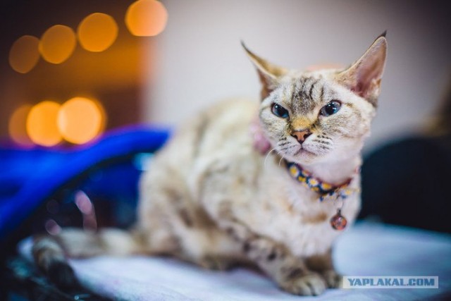 Новогодний Котовторник 01.01.2013