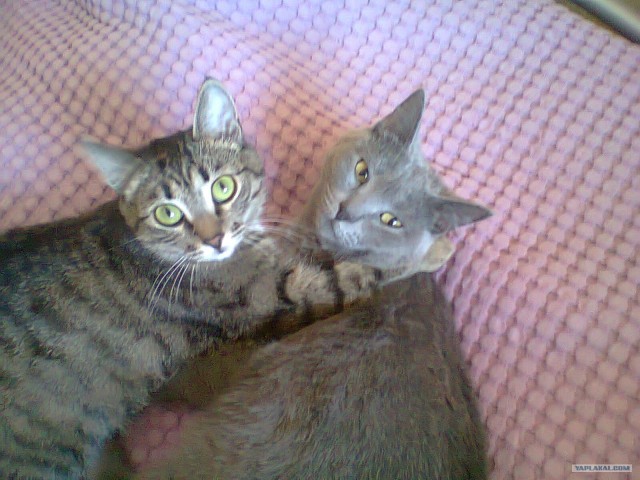 Котовторник 19.02.2013