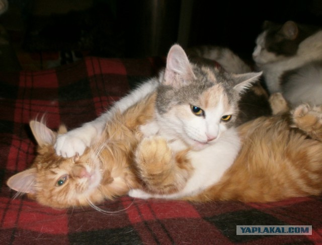 Чо, поцоны? Котовторнег?!