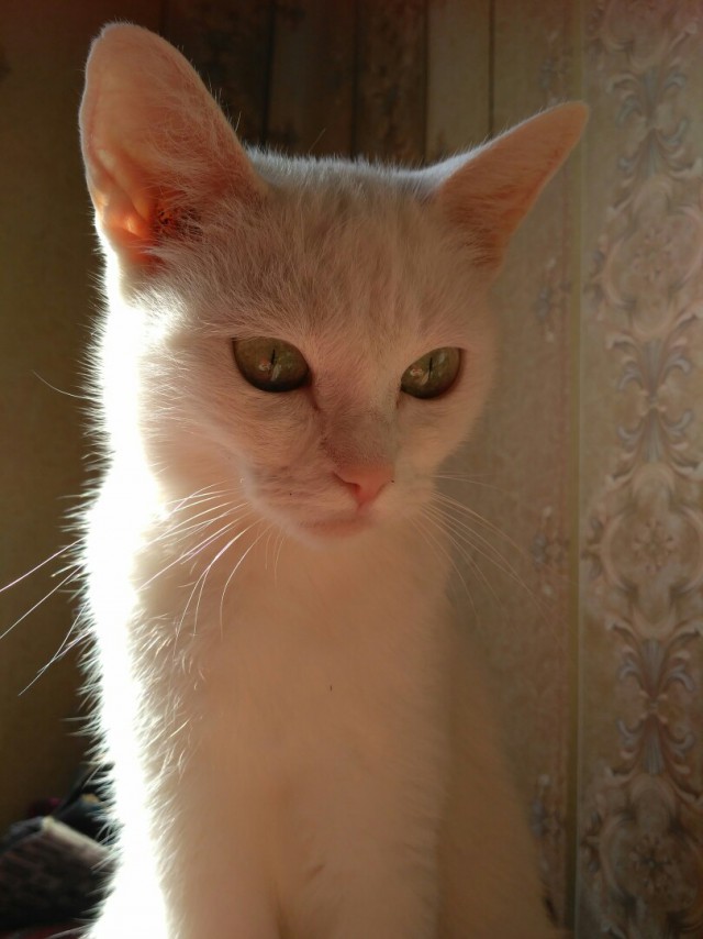 Забавные фото котеек