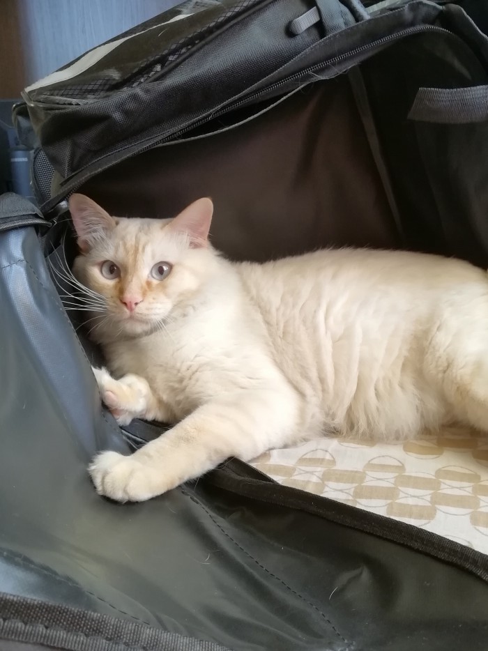 Кот вытесняет из дома. Что делать, помогите!