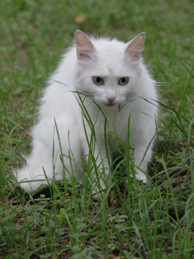 Котовторник 18.06.2019