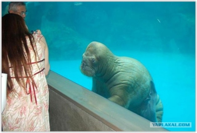 Готовьте мозги к переплавке! Новогодние робо-куклы