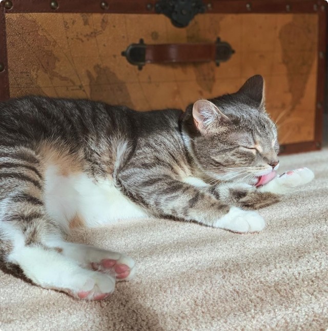 Котофеев пост