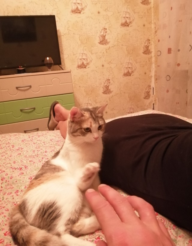 Дети притащили мелочь кошачью