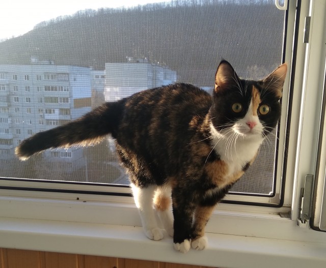 Котейки и солнышко
