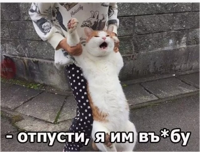 Не понимала, почему Виктор меня мышкой называет, пока не обнаружила целый зоопарк в его телефоне