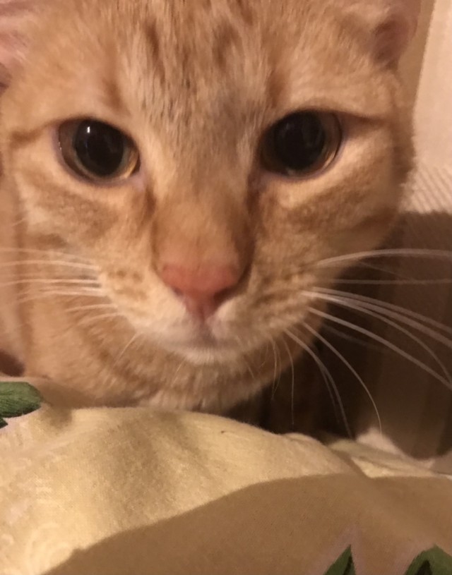 Вторник. Кото-вторник...
