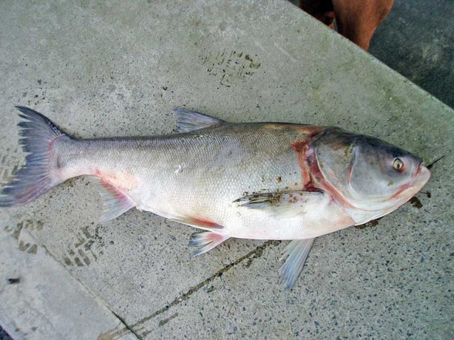 Рыба на Пятницу от Бомжыка