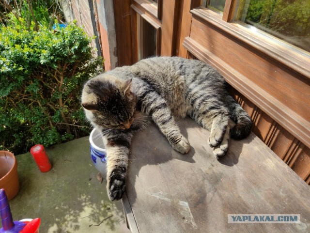 Котовторник 05.10.21 г