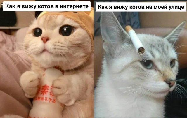 Весёлый полтишок 09.10