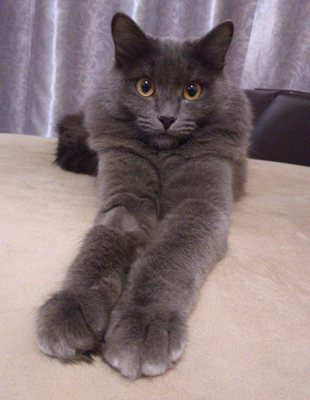 Американские коты - 6