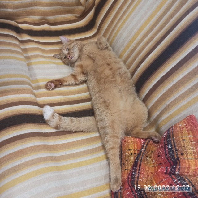 МИРУ - МИР ! Котикам - котовторник !