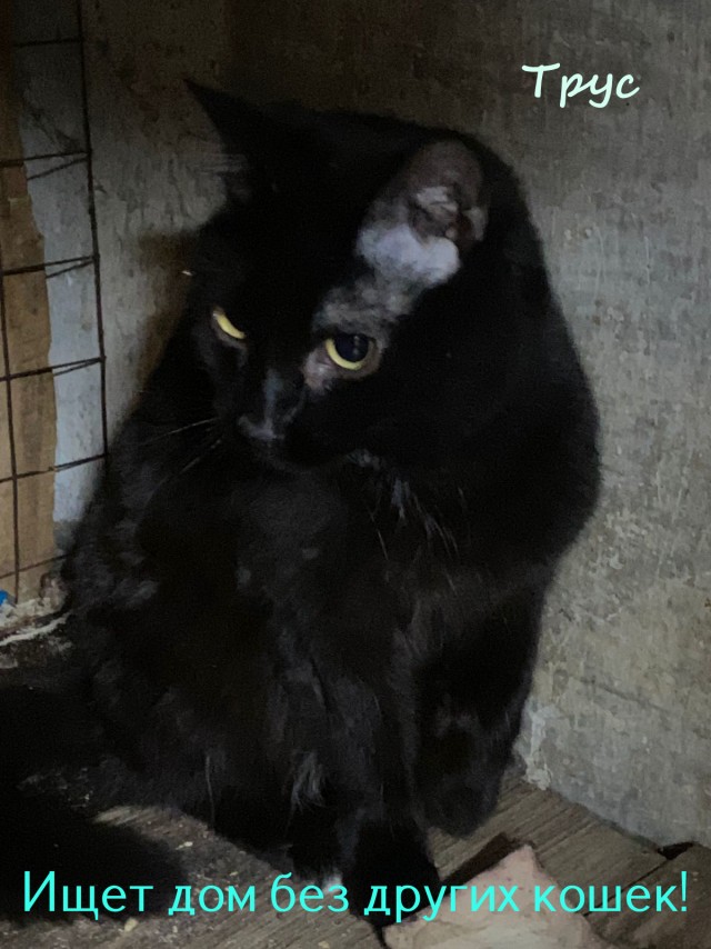 Жизнь домашнего приюта "Котоленд" 325