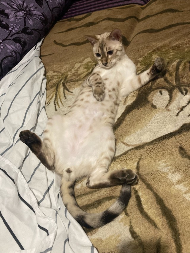 Ну, поехали в котоввторник!