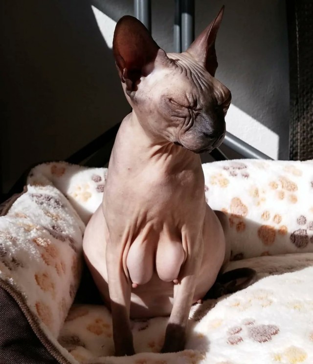 Сиськи в котовторник