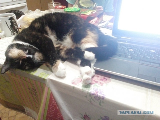 Котовторник ведь начался!