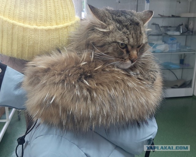 Котовторник! Пара фоток суровых котов.