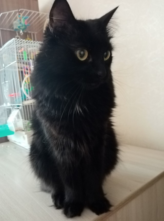 И снова день кошачий!