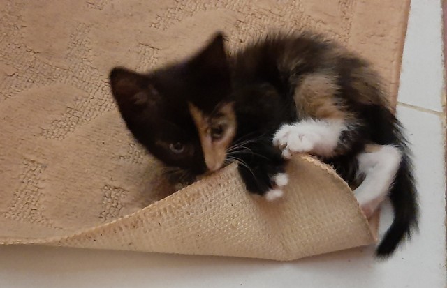 КотоФторник 23.08.22