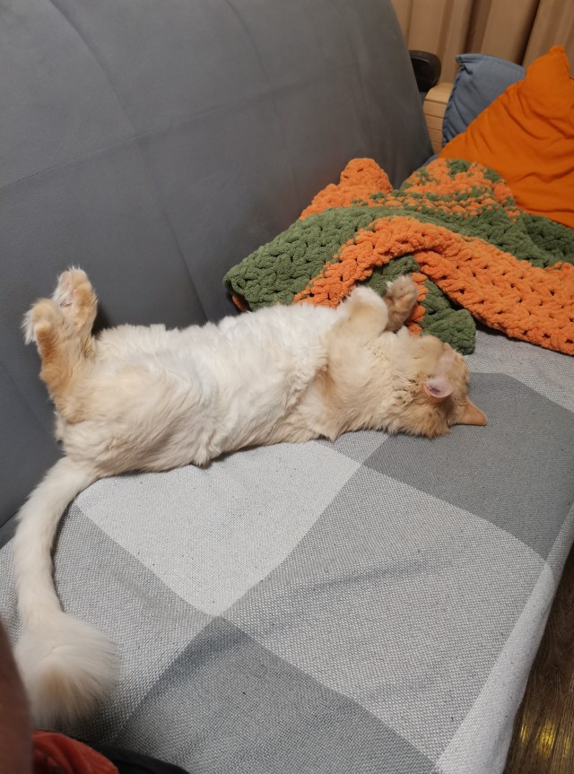 Не котовторник, но у нас пополнение в составе