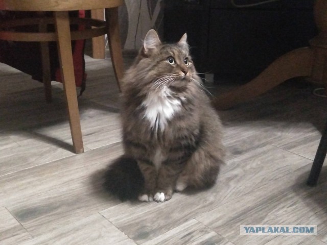 Котодракула