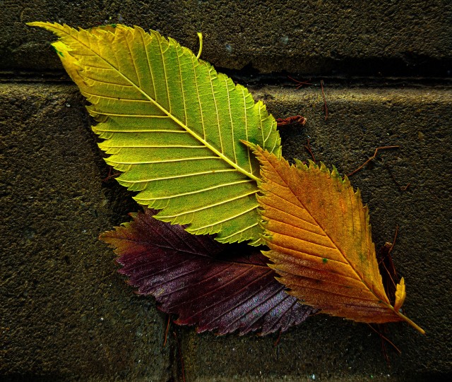 Моя мобильная фотография