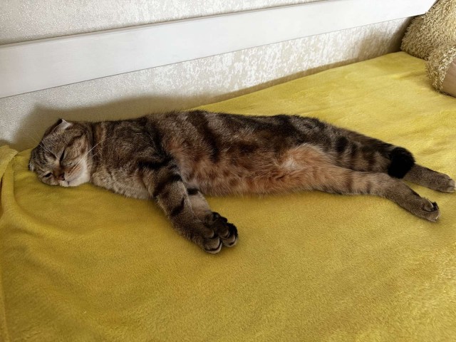 Как занять кота надолго