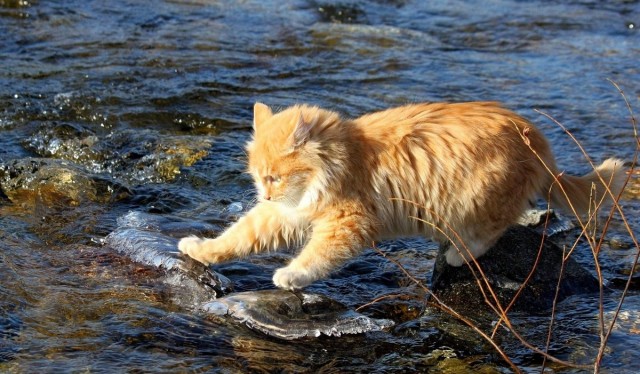 Начинаем котофторник?