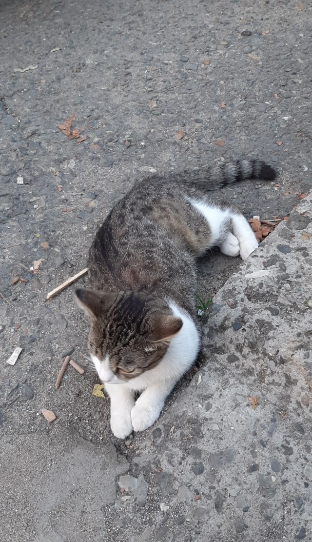 Начинаем котофторник?