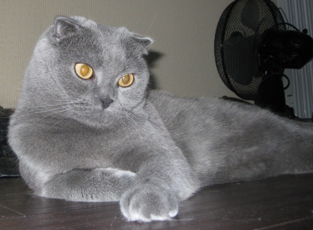Котовторник 16.04.2013
